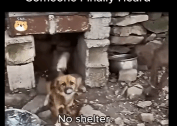 Mother Cry Help Someone Finally Heard (Part 2)