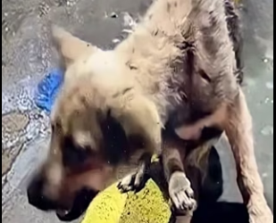 V1617001 el perrito volvió casa Pero ya no era el mismo (Parte 2)