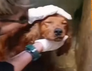 U1617011 seu dono não quis saber dele, pobre cãozinho (Parte 2)