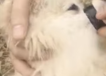 U1617004 Ele estava preso, sozinho vulnerável conseguimos salvá lo! (Parte 2)