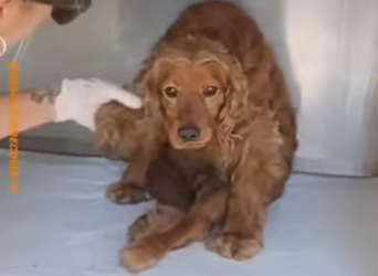 U1617010 Cão largado por não estar bem de saúde (Parte 2)