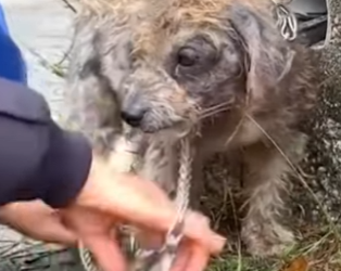 U1617006 cãozinho carregava peso da indiferença (Parte 2)