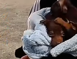 U1617012 cãezinhos Pincher são resgatados de um terreno baldio (Parte 2)