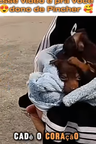 U1617012 cãezinhos Pincher são resgatados de um terreno baldio (Parte 2)