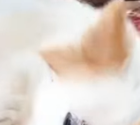 U1617003 largados na floresta cadelinha seus filhotes (Parte 2)