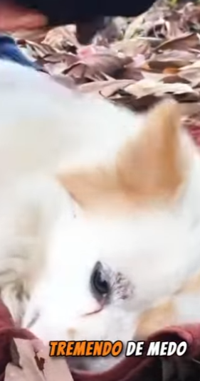 U1617003 largados na floresta cadelinha seus filhotes (Parte 2)