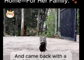 Mama Cat Chose My Home Her Family （Part 2)