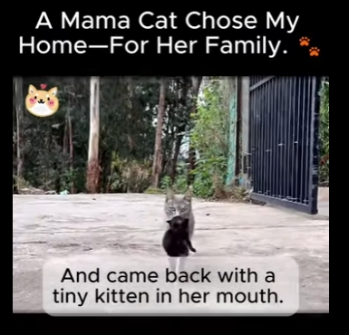 Mama Cat Chose My Home Her Family （Part 2)