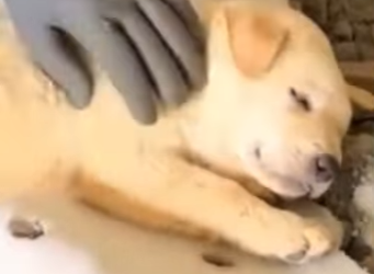 U1617002 Um pedido de ajuda mudou destino desses filhotes (Parte 2)