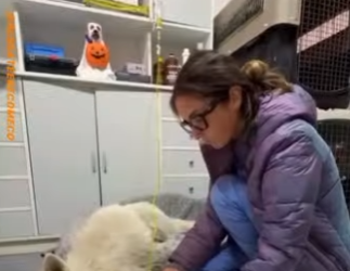 U1617007 cão idoso entregue ao relendo (Parte 2)