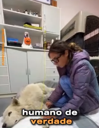 U1617007 cão idoso entregue ao relendo (Parte 2)