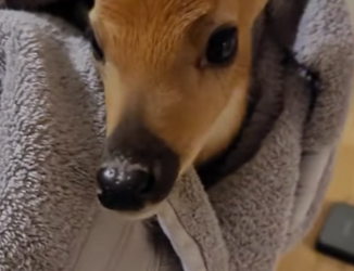 A1612009 Rescate de ciervos (Parte 2)