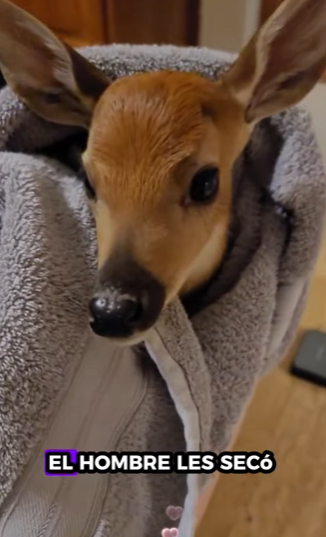 A1612009 Rescate de ciervos (Parte 2)