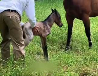 A1612006 Caballo de rescate (Parte 2)