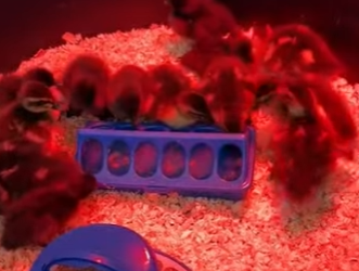 A1612007 Patos rescatados (Parte 2)