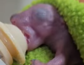 A1612003 Ardillas de rescate (Parte 2)