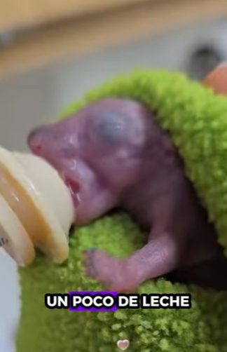 A1612003 Ardillas de rescate (Parte 2)