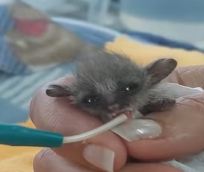 A1612005 Rescatar bebé de gálago (Parte 2)