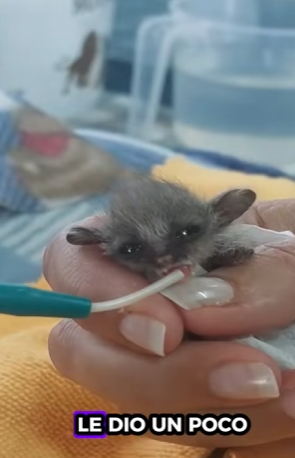 A1612005 Rescatar bebé de gálago (Parte 2)