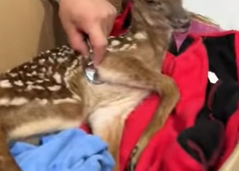 A1612002 Rescata al ciervo (Parte 2)