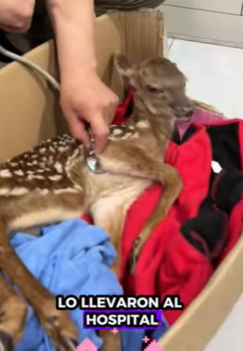 A1612002 Rescata al ciervo (Parte 2)