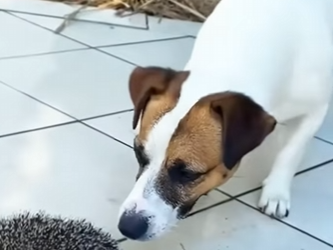 A1612001 Rescatando al erizo (Parte 2)