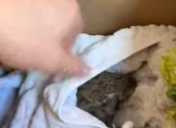 A1612004 Conejos rescatados (Parte 2)