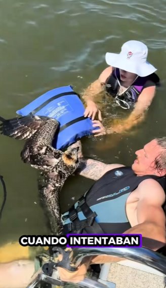 R1612001 Águila pescadora de rescate (Parte 2)