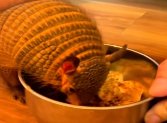 R1612002 Armadillos de rescate (Parte 2)