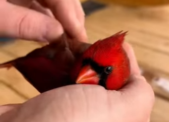 R1612009 Cardenal de rescate (Parte 2)