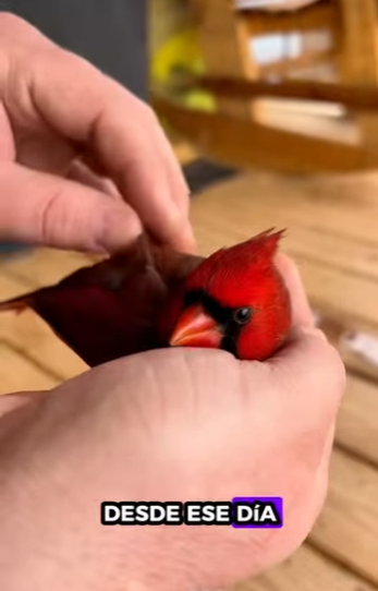 R1612009 Cardenal de rescate (Parte 2)