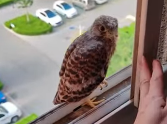 R1612007 Salvando un cernícalo (Parte 2)