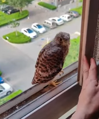 R1612007 Salvando un cernícalo (Parte 2)