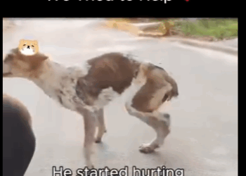 He Hurt Himself Just Because We Tried to Help (Part 2)