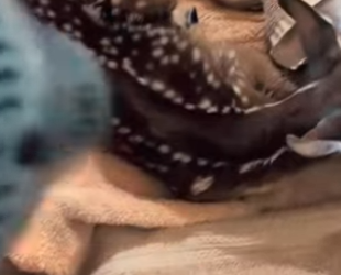 R1612004 Rescate de ciervos (Parte 2)