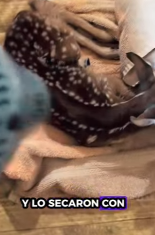 R1612004 Rescate de ciervos (Parte 2)