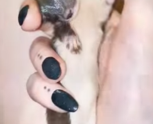 R1612008 Salvando las comadrejas (Parte 2)