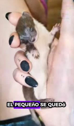 R1612008 Salvando las comadrejas (Parte 2)