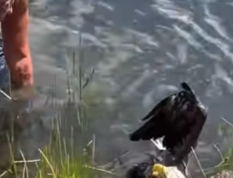 R1612006 Salvando al águila calva (Parte 2)