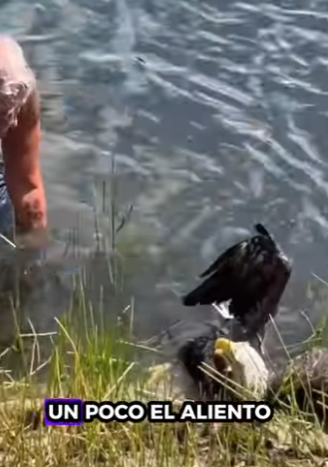 R1612006 Salvando al águila calva (Parte 2)