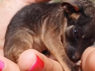 R1612003 Zarigüeyas de rescate (Parte 2)