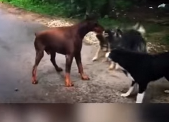 H1617003 El Doberman que Enseñó al Mundo lo que es el Verdadero Control (Part 2)