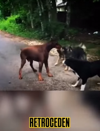 H1617003 El Doberman que Enseñó al Mundo lo que es el Verdadero Control (Part 2)