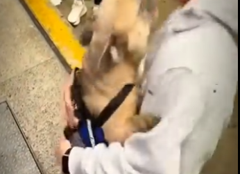 H1617010 se reencuentra con su perro después de años (Part 2)