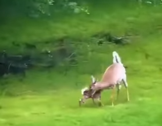 H1617001 El zorro pensó que sería presa fácil (Part 2)