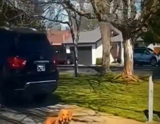 H1617011 llevaba meses sin ver su dueña la reconoció instantáneamente (Part 2)