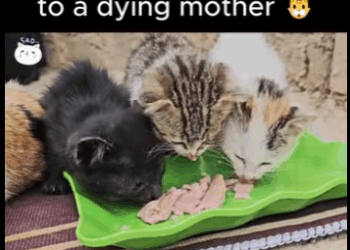 kitten cry led us to dying mother (Part 2)