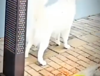 H1617012 el reencuentro más bonito que verás hoy (Part 2)