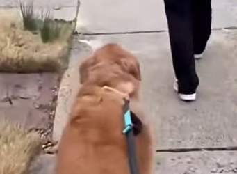 H1617009 volvió ver su dueño después de muchos años (Part 2)