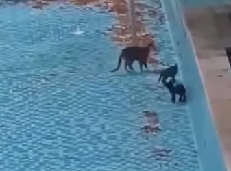 H1617004 Esta mamá gata le enseña algo sus hijos (Part 2)